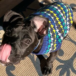 Dog Seasonal Sweater